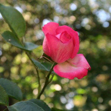 Kırmızı güller yaz bahçesinde güzel kokulu çiçek açar