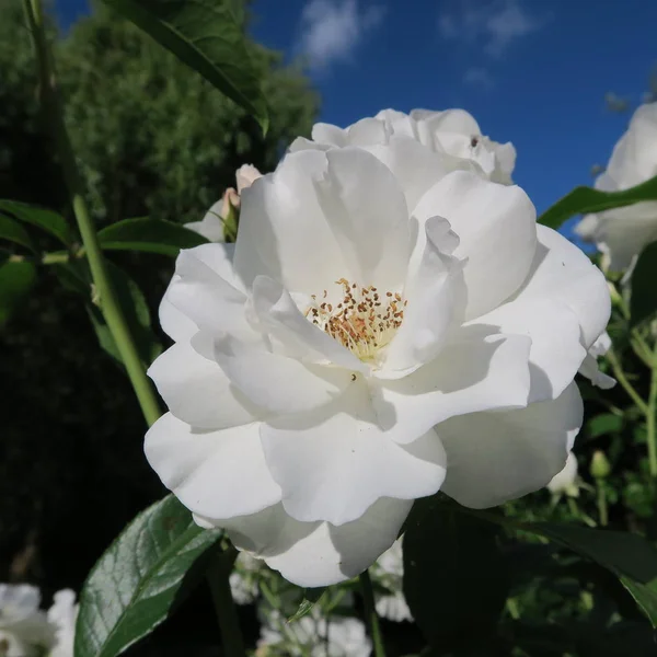 Rosas blancas florecidas en el verano —  Fotos de Stock