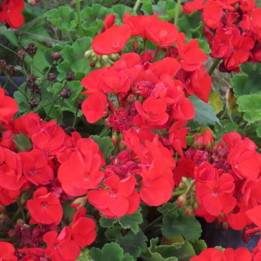 Geraniaceae, sardunyalar, bahçede tüm yaz çiçek ve th