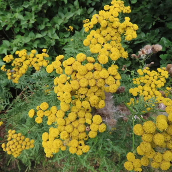 Tanacetum vulgare, egy esőfarm sárga nyáron virágzó régi Medi — Stock Fotó