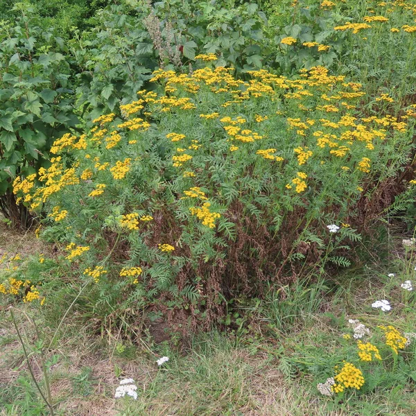 Tanacetum vulgare, uma chuva amarela no verão florescendo medi velho — Fotografia de Stock