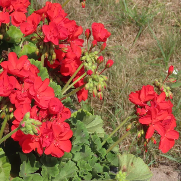 Geraniengewächse, Geranien, blühen den ganzen Sommer im Garten und am — Stockfoto