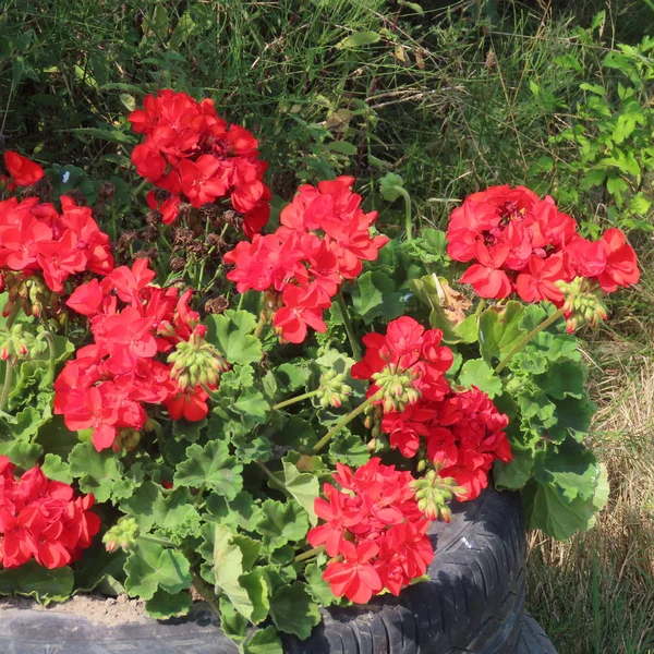 Geraniaceae, gerânios, florescer durante todo o verão no jardim e no th — Fotografia de Stock
