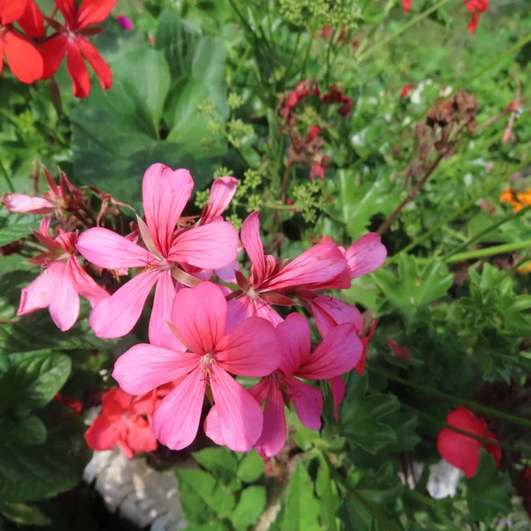 Геранині, гераніти, цвітіння все літо в саду і на е — стокове фото