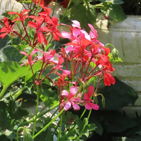 Geraniengewächse, Geranien, blühen den ganzen Sommer im Garten und am — Stockfoto