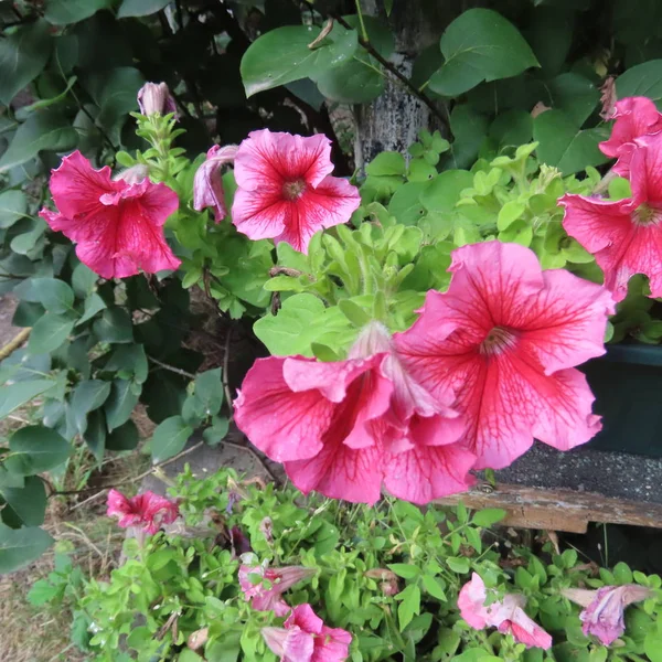 Петунія, багаті цвітіння літній квітка для саду та балкона — стокове фото