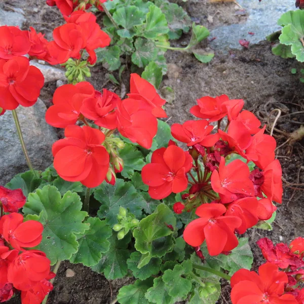 Geraniaceae, pelargoner, Bloom hela sommaren i trädgården och på th — Stockfoto