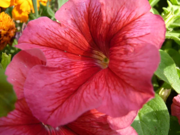ペチュニア、庭とバルコニーのための豊かな開花夏の花 — ストック写真