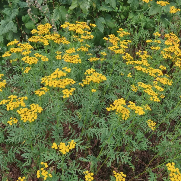 Tanacetum vulgare, en regngård gul på sommaren blommande gamla Medi Royaltyfria Stockbilder