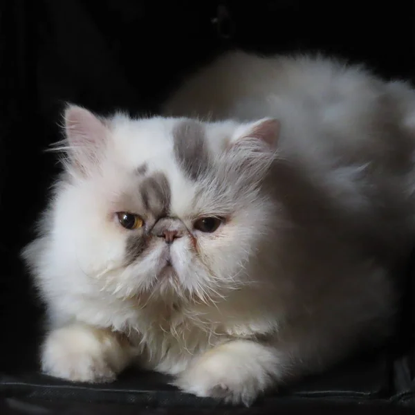 Oude witte persercate ring met zwarte vlekken ontspannen in een kat dragen Rechtenvrije Stockfoto's