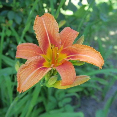 Hemerocallis, bahçede yaz aylarında açan turuncu daylilies,