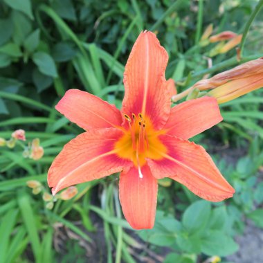 Hemerocallis, bahçede yaz aylarında açan turuncu daylilies,
