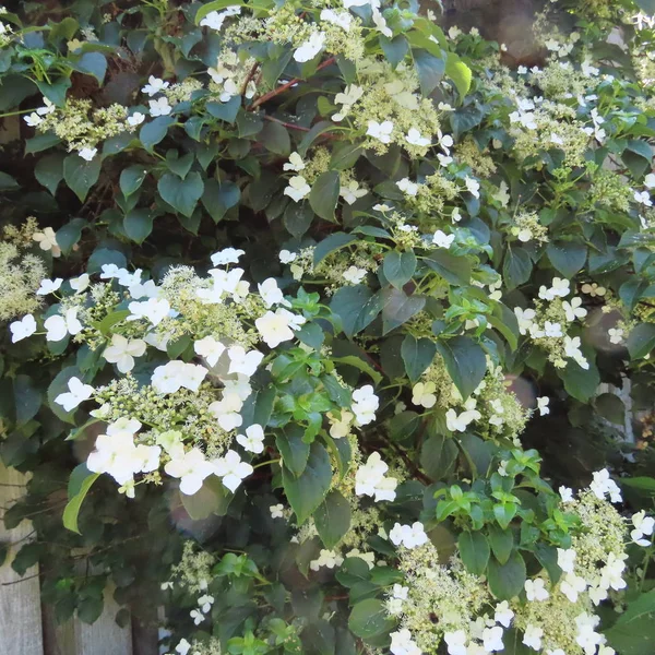 Ortanca petiolaris, güçlü büyüyen, çiçeksiz beyaz