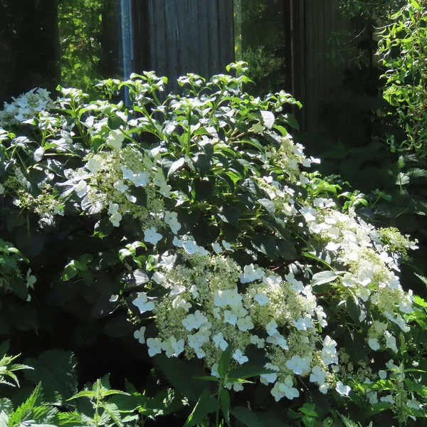 Ortensia petiolaris, in forte crescita, bianca senza fiore — Foto Stock