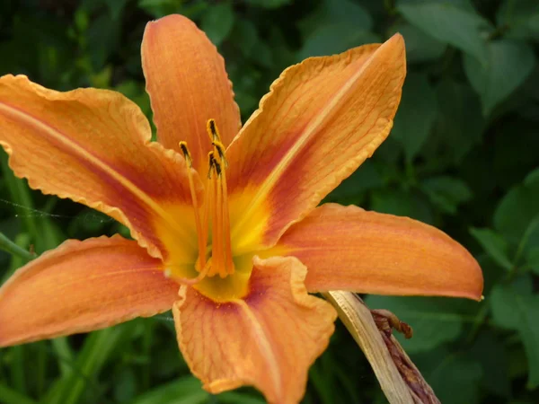 Hemerocallis, orange daylilies blooming in summer in the garden, — Stock Photo, Image