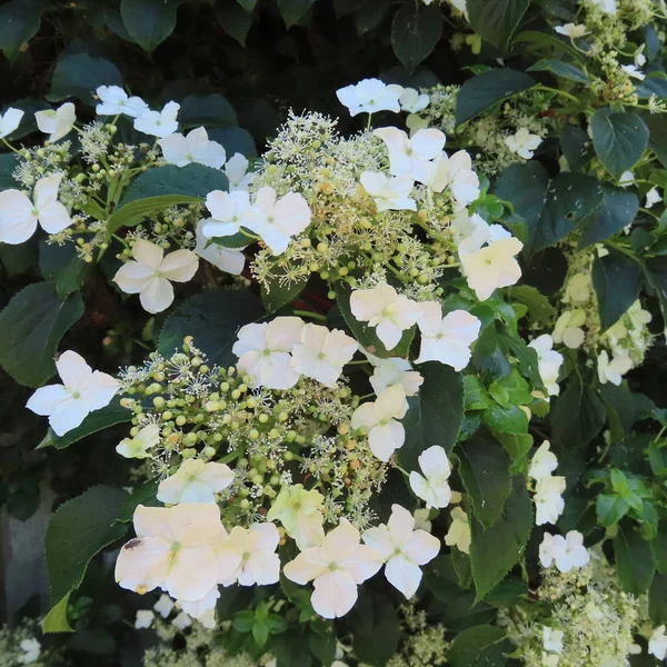 Ορτανσία πετραλάρης, έντονα αυξανόμενη, λευκό χωρίς λουλούδι Royalty Free Φωτογραφίες Αρχείου