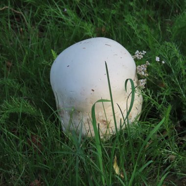 Bovist, yenilebilir mantar, aynı zamanda şnitzel et growi gibi kızartılır