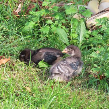 sevimli küçük tavuk, tavuk civciv, tabii ki, vahşi yaşamak