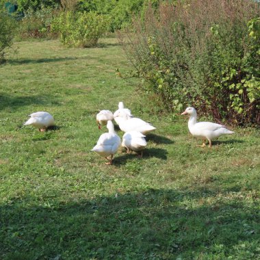 beyaz mercimek, çayırda ördekler, sağlıklı ot yeme, organi