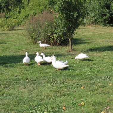 beyaz mercimek, çayırda ördekler, sağlıklı ot yeme, organi