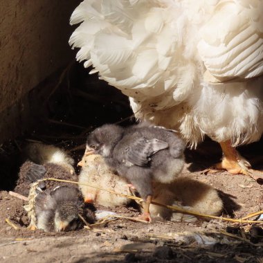 Tavuk civciv anneleri ile kumda banyo