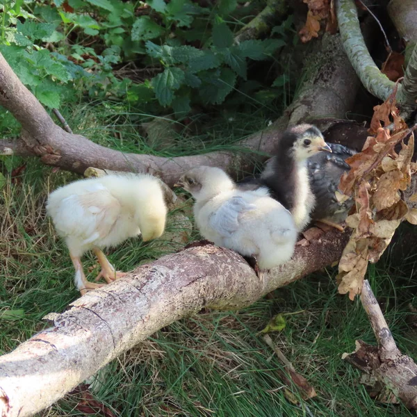Schattige kleine kip, kippen kuikens, natuurlijk, leven in het wild — Stockfoto