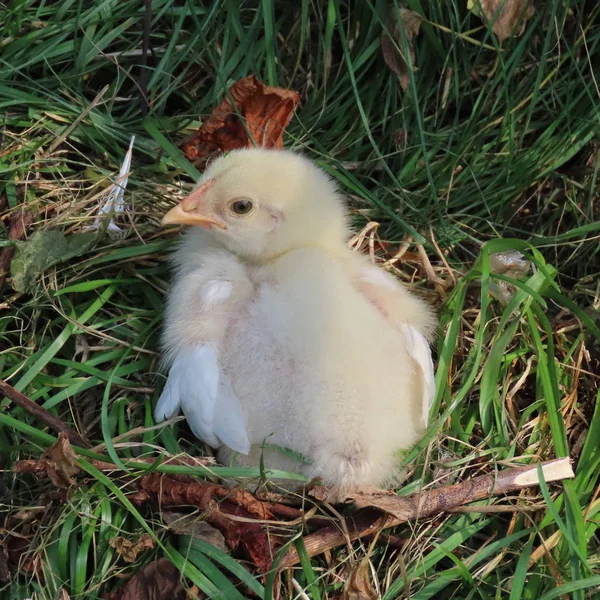 Lindo pollito, pollitos de pollo, por supuesto, vivir en la naturaleza — Foto de Stock