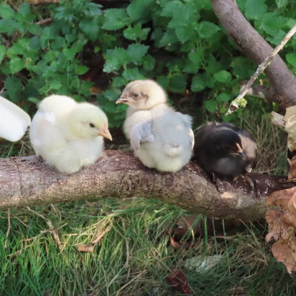 Aranyos kis csirke, csirke csibék, persze, él a vadonban — Stock Fotó