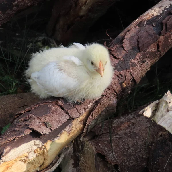 Niedliche kleine Hühner, Hühnerküken, natürlich, leben in freier Wildbahn — Stockfoto