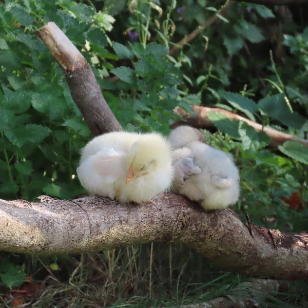 Lindo pollito, pollitos de pollo, por supuesto, vivir en la naturaleza —  Fotos de Stock