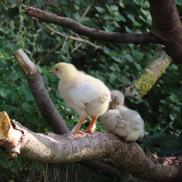 Carino piccolo pollo, pulcini di pollo, naturalmente, vivono in natura — Foto Stock