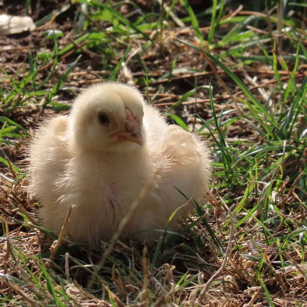 Lindo pollito, pollitos de pollo, por supuesto, vivir en la naturaleza —  Fotos de Stock