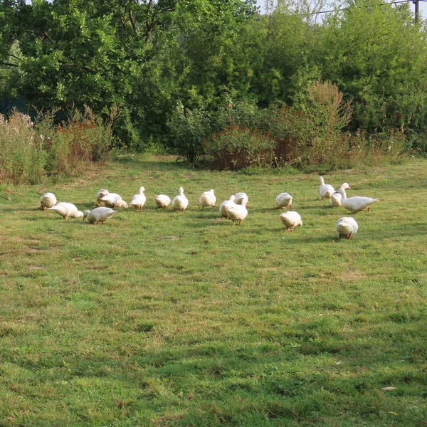 白扁豆，在草地上的鸭子，吃健康的草，组织 — 图库照片