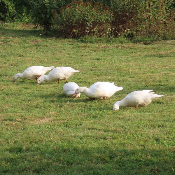beyaz mercimek, çayırda ördekler, sağlıklı ot yeme, organi