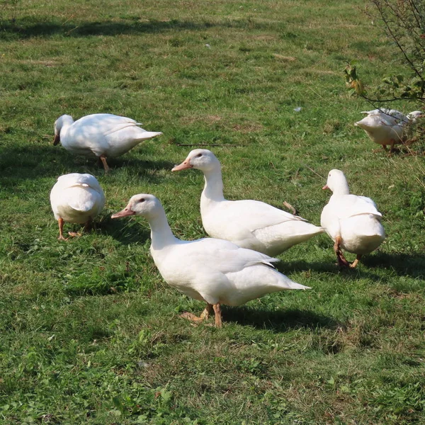 Lentilhas brancas, patos no prado, comer grama saudável, organi — Fotografia de Stock