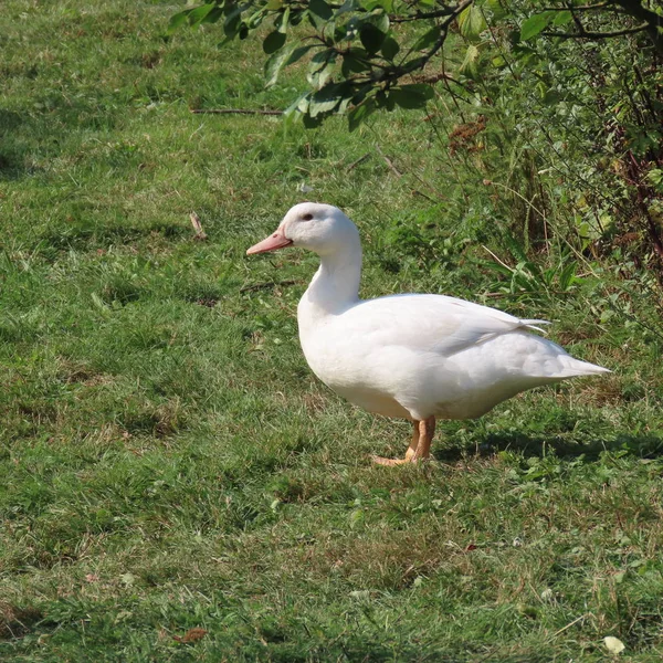 Weiße Linsen, Enten auf der Wiese, gesundes Gras, organische Produkte — Stockfoto