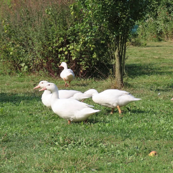 Weiße Linsen, Enten auf der Wiese, gesundes Gras, organische Produkte — Stockfoto