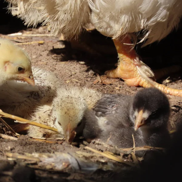 Poulets de poulet se baignant dans le sable avec leur mère — Photo