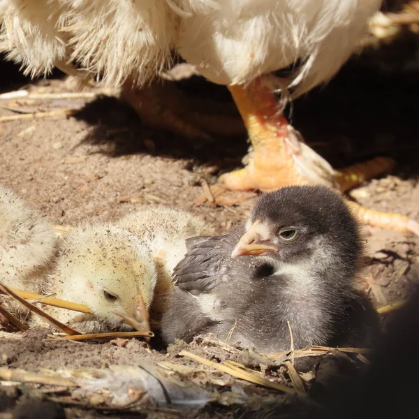 Kyckling kycklingar bada i sanden med sin mor — Stockfoto