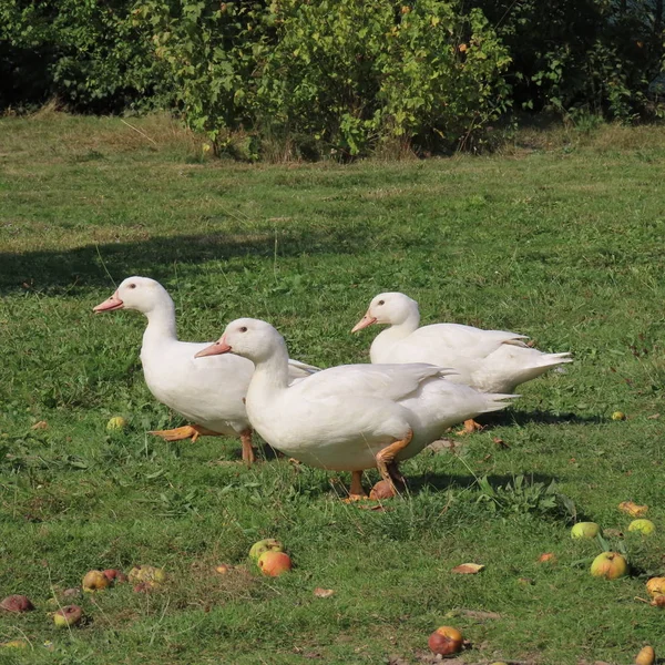 Biała soczewica, kaczki na łące, jedzenie zdrowej trawy, organi Zdjęcie Stockowe