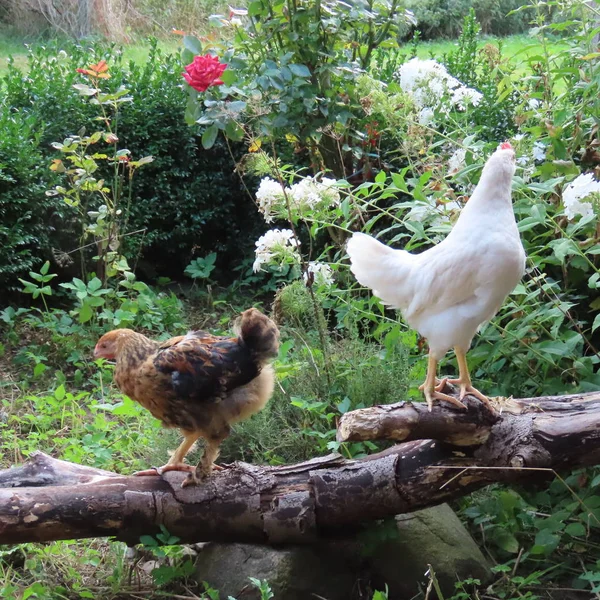 Vista Perto Frango Doméstico Jardim — Fotografia de Stock