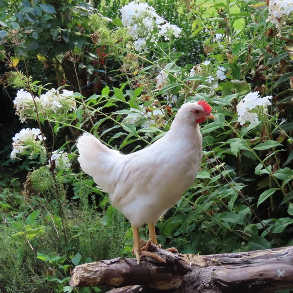 Gallinas aves en la naturaleza con sus polluelos en la granja —  Fotos de Stock