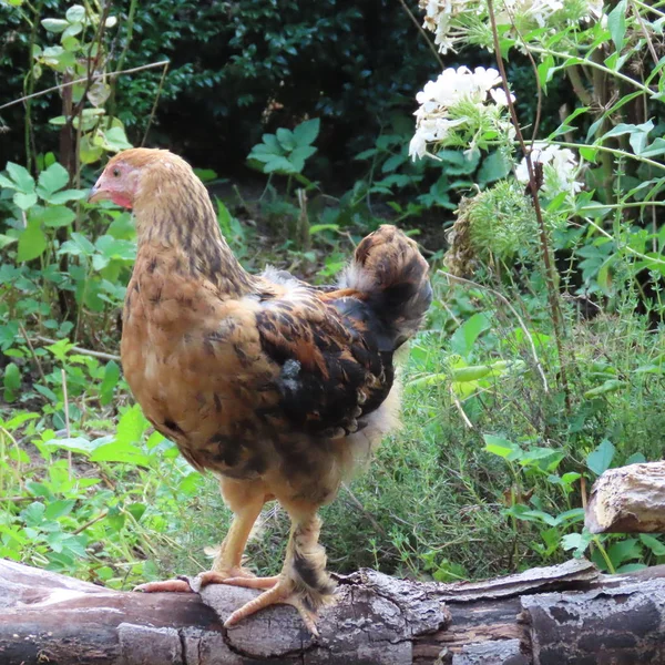 Close View Domestic Chicken Garden — Stock Photo, Image