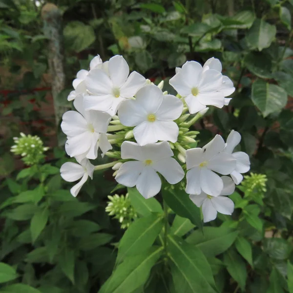 Phlox blanc, vivace, fleurs vivaces en été — Photo