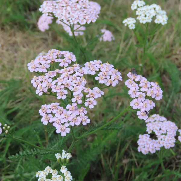 アキレア、白い開花薬用植物 — ストック写真