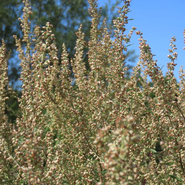 Artemisia vulgaris, celoroční, dlouholetá, kořeněná bylina, medikamenty — Stock fotografie