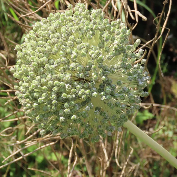 Allium ampeloprasum 'Leek Group', large ball of a flowering, lee — Stock Photo, Image