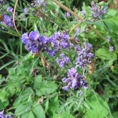 Kokulu lavanta çalılarının küçük mor çiçekleri.