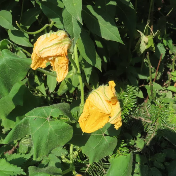 Abobrinha amarela, flor de abóbora, com grandes folhas verdes — Fotografia de Stock