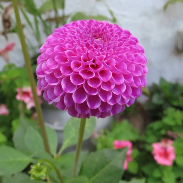 Dahlias 꽃 거의 모든 여름 가을늦게 까지 — 스톡 사진